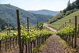 A landscape picture of Vineyards in Piedmont Northern Italy